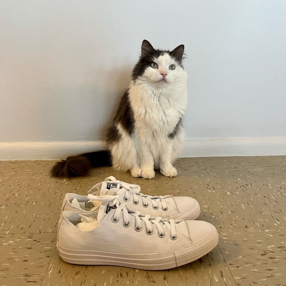 White Low Top Converse Woman Size 10